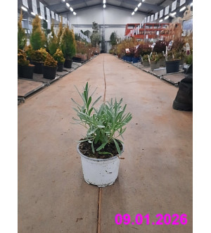Lavandula ang. 'Alba' P 12